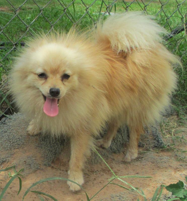 Pomeranian Puppies Oklahoma | Sunshine Pomeranian's