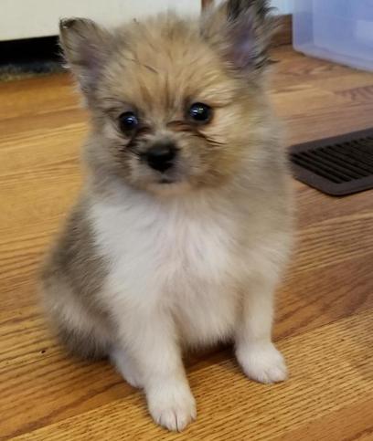 Pomeranian Puppies Oklahoma | Sunshine Pomeranian's